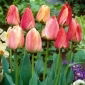 Tulipan Gudoshnik - 5 szt.