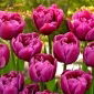 Tulipan Margarita - 5 szt.