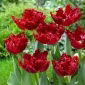 Tulipan Maywood - 5 szt.