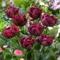 Tulipan Alison Bradley - 5 szt.