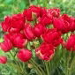 Tulipan Estatic - 5 szt.