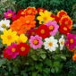 Dalia - Mignon mix