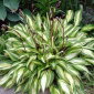 Funkia - Hosta Cherry Berry - 1 kłącze