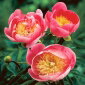 Piwonia, Paeonia - Lovely Rose - sadzonka
