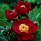Piwonia, Paeonia - Illini Warrior - sadzonka