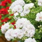 Pelargonia biała - 11 nasion