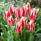 Tulipan Buddy - 5 cebulek