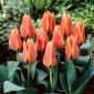Tulipan Calypso - 5 cebulek