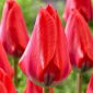Tulipan Dirk - 5 cebulek