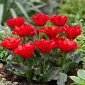 Tulipan Double Red Riding Hood - 5 cebulek