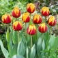 Tulipan Givenchy - 5 cebulek