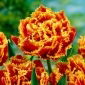 Tulipan Golddust - 5 cebulek