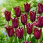 Tulipan Indeland - 5 cebulek