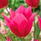 Tulipan Lilyrosa - 5 cebulek