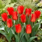 Tulipan Princeps - 5 cebulek