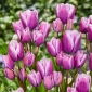 Tulipan Purple Elegance - 5 cebulek