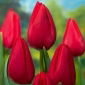 Tulipan Red Rover - 5 cebulek
