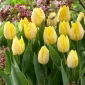 Tulipan Sunny Prince - 5 cebulek
