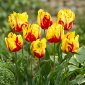 Tulipan Texas Flame - 5 cebulek