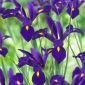 Irys holenderski - Blue Pearl - 10 cebulek