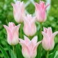 Tulipan Ballade Lady - 5 cebulek