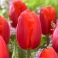 Tulipan Felicidad - 5 cebulek