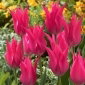 Tulipan liliokształtny różowy - Lilyflowering pink - 5 cebulek