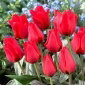 Tulipan March of Time - 5 cebulek