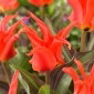 Tulipan Rigas Barikades - 5 cebulek