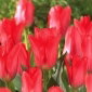 Tulipan Spring Pearl - 5 cebulek