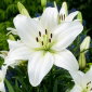 Lilia azjatycka biała - White - 1 cebula
