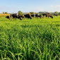 Życica westerwoldzka 2N Mowestra - 5 kg
