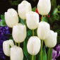 Tulipan White Dream - 5 cebulek