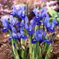 Irys żyłkowany - Iris reticulata - 10 sztuk