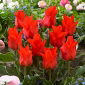 Tulipan Red Riding Hood - 5 cebulek