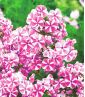 Floks (Phlox) - Płomyk wiechowaty - Peppermint Twist - 1 kłącze
